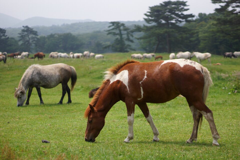 Horse meadow nature