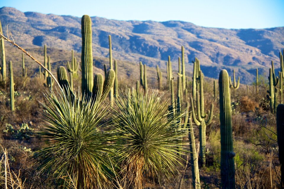 Mountains tuscon