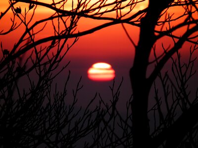 Sky tree setting sun