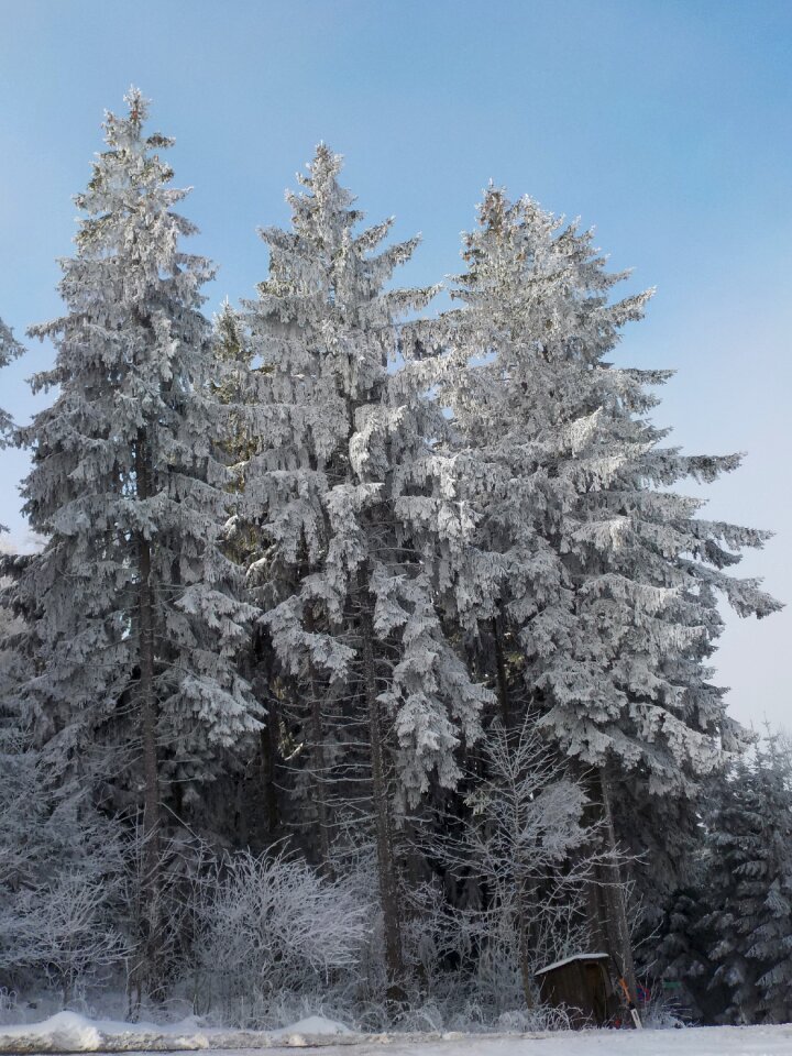 Sun hoarfrost winter