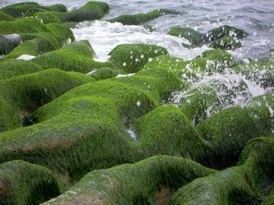 Winter sea weed chao gou