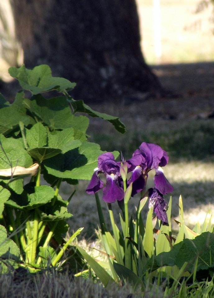 Plants green leaves
