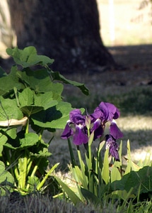 Plants green leaves