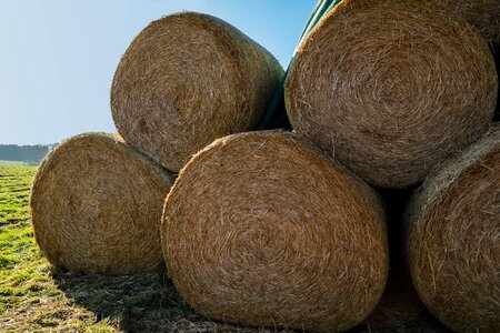 Harvest round bales winter feed photo