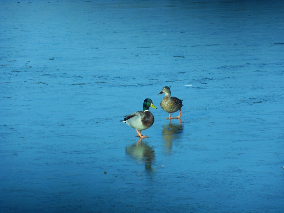 Ice lake winter photo