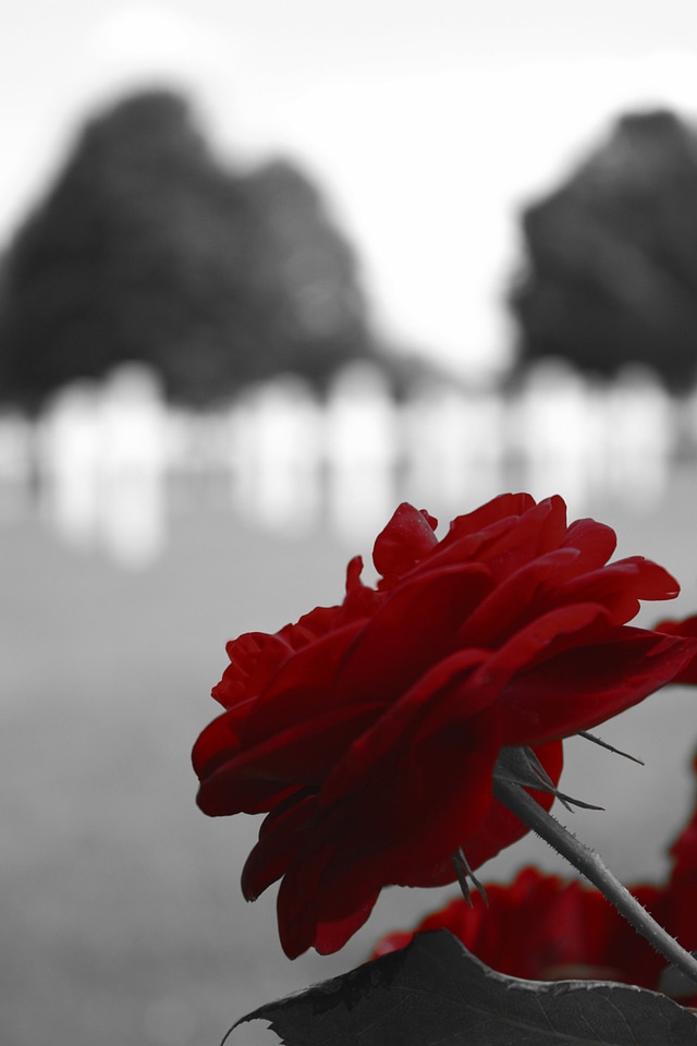 White cemetery usa