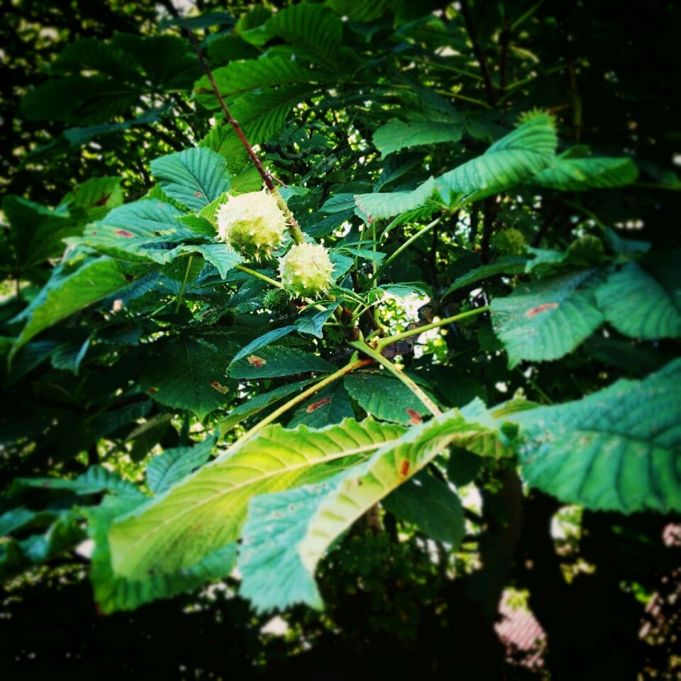 Chestnut leaves green leaves