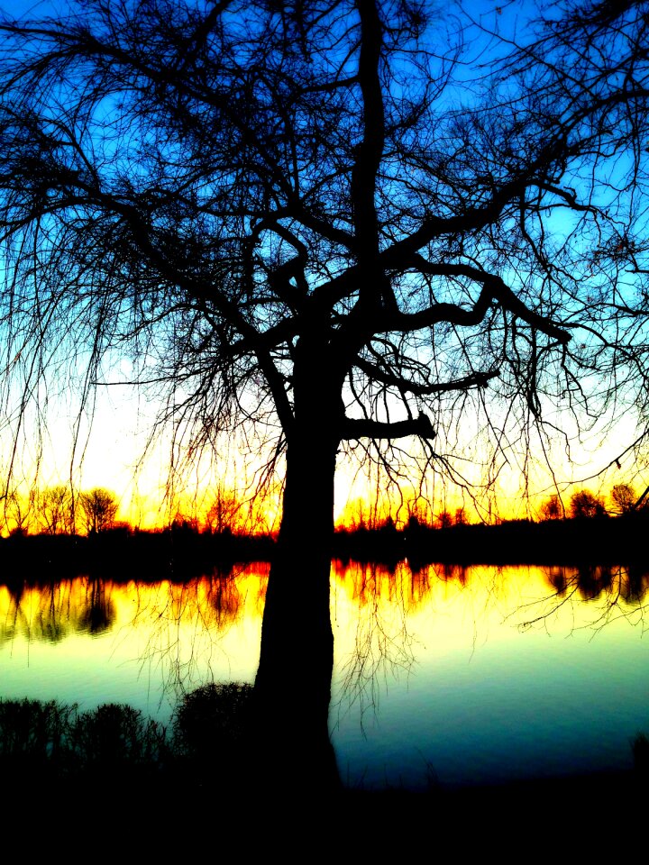 Mood solitary branches