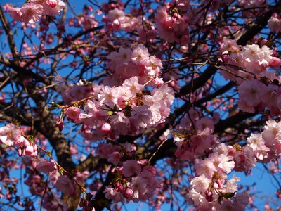 Spring himmel tree