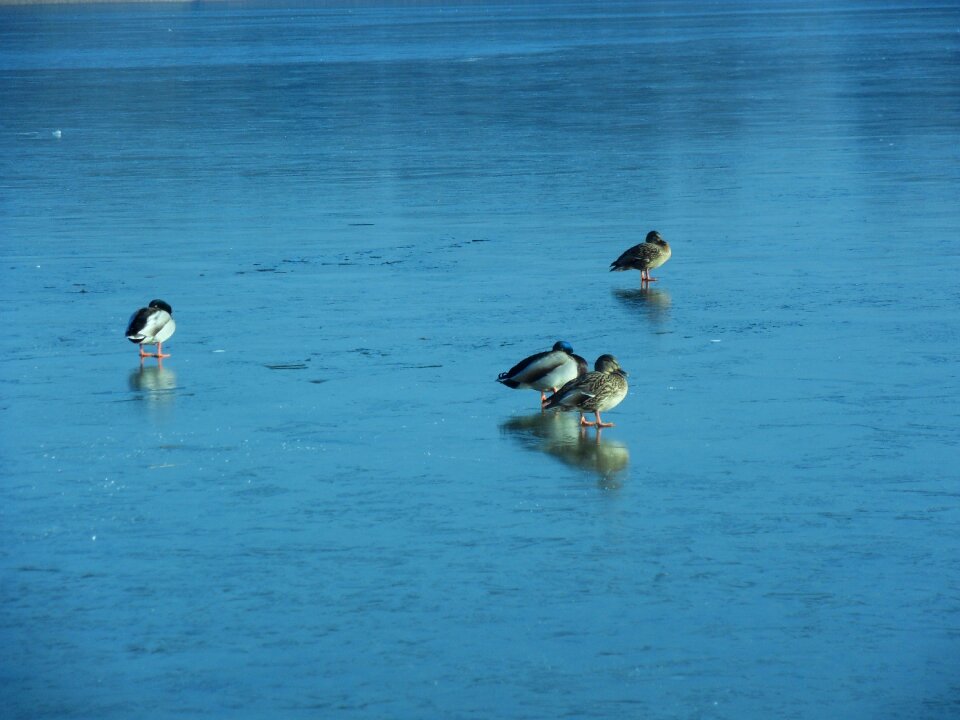 Lake winter ice photo
