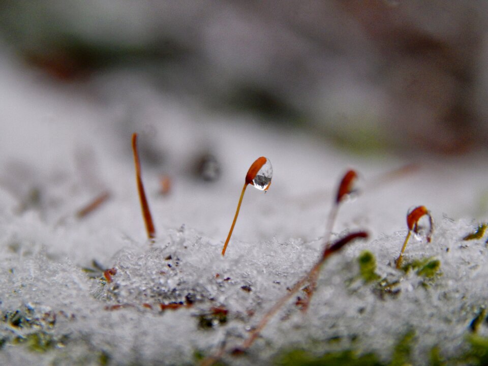 Snow winter ice