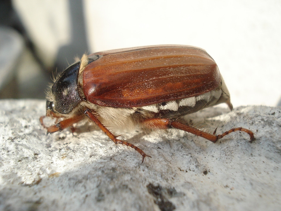 Nature insect krabbeltier