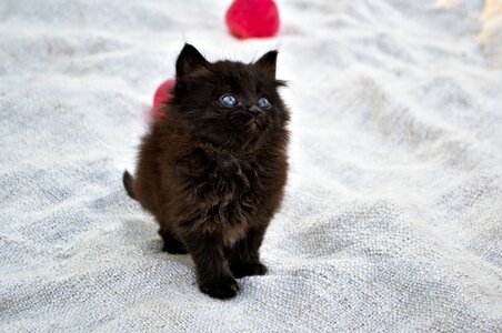 Kitten funny black