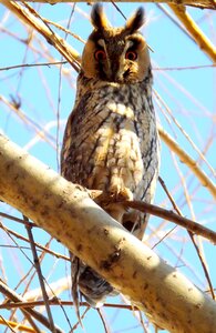 Owl birds tree photo