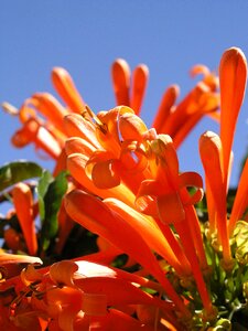 Trumpet bloom blossom