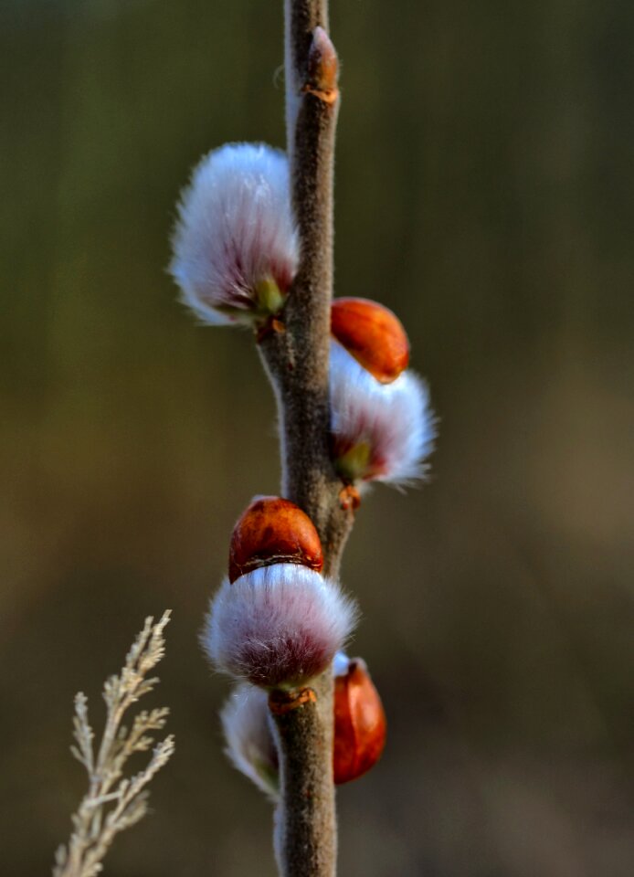Bud blossom bloom