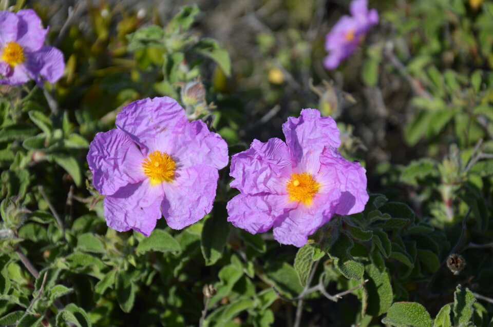 Purple flower bloom macro