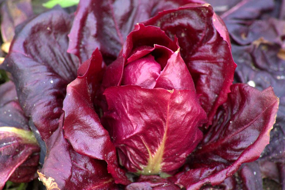 Salad red vegetables