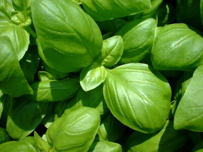 Plant nature ocimum basilicum