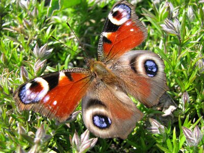 Butterfly oct animal