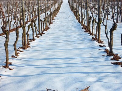 Winegrowing snow wine photo