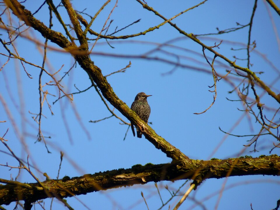 Songbird migratory birds bird