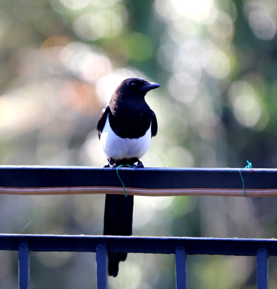 Animal world bird elster