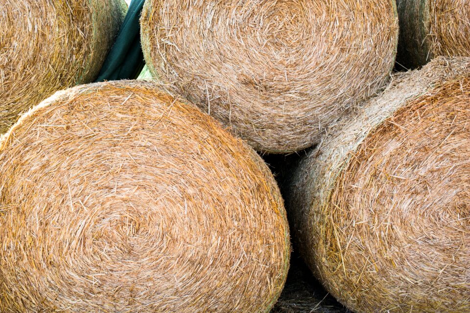 Harvest round bales winter feed