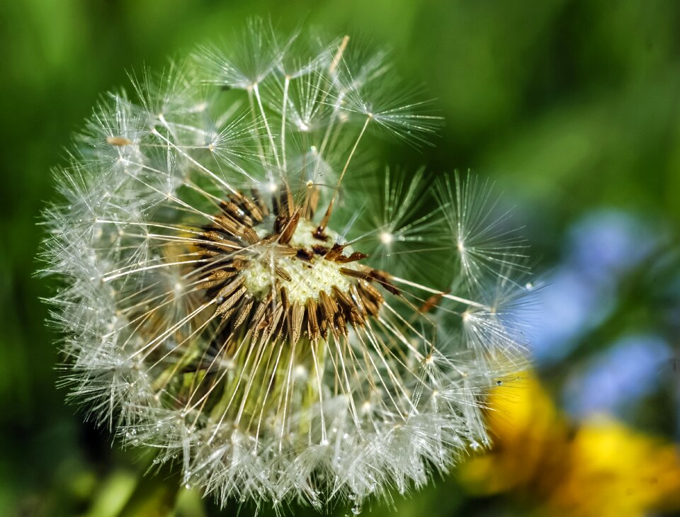 Pointed flower close up dandelion crown