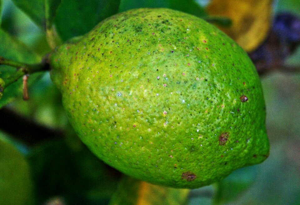 Green green lemon