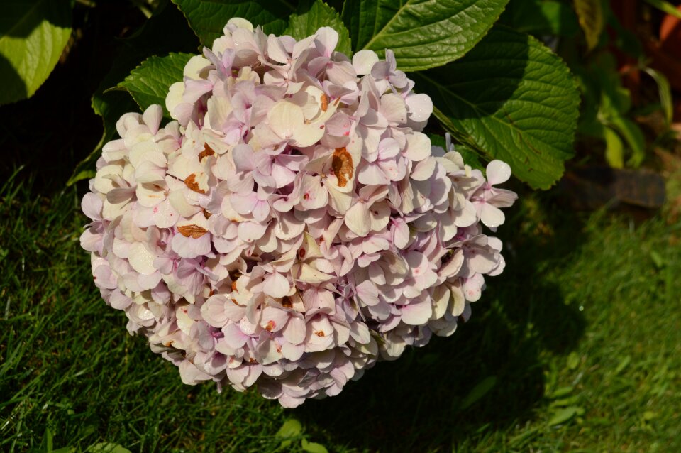 Garden summer bloom