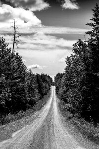 Journey tree sky photo