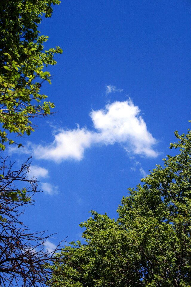 Cloud white trees