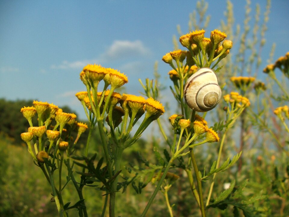 Meadow polyana sunny
