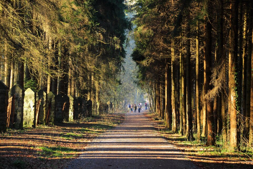 Road way of life forest