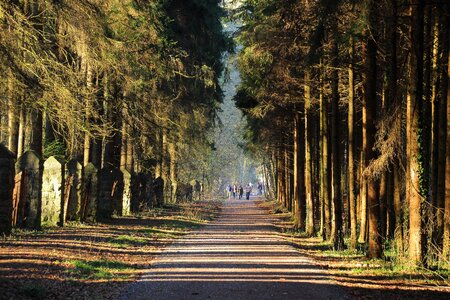Road way of life forest photo