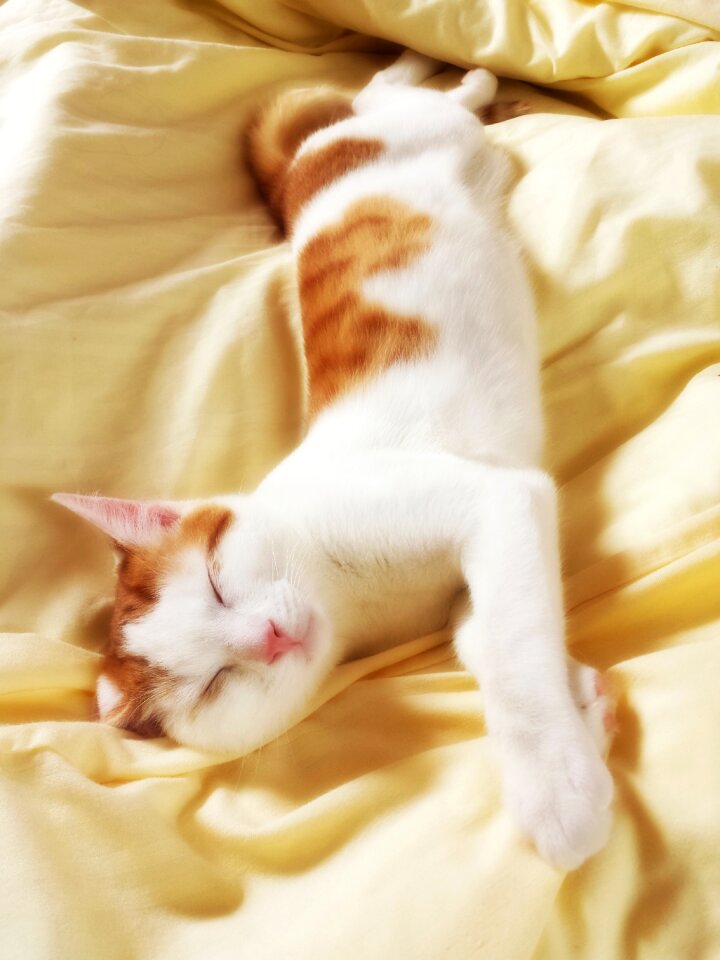 Kitty sleep sleeping