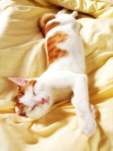 Kitty sleep sleeping