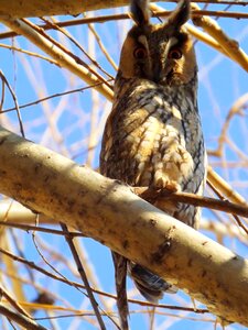 Owl birds tree