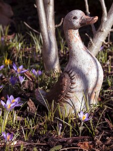 Close up spring duck