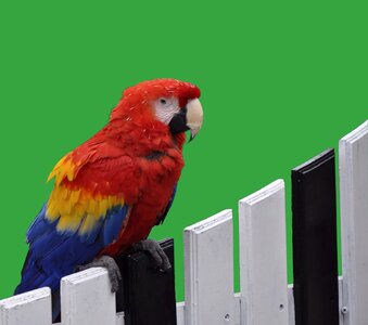 Parrot red colorful
