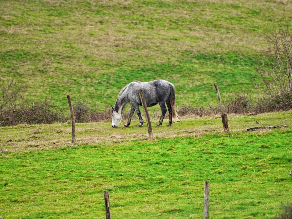 Solo fence pastures photo