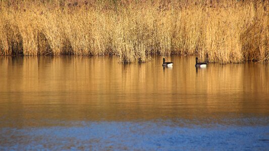 Bank pond nature photo