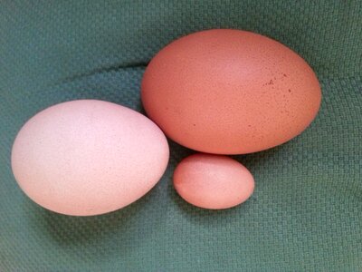 Egg dimensions germ photo
