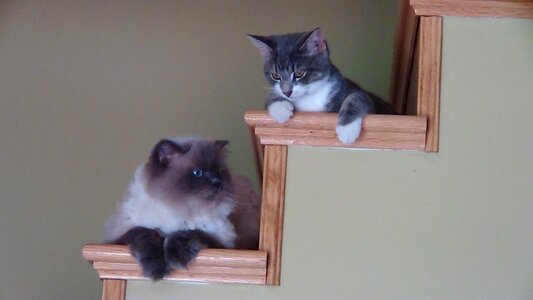 Cat staircase kitten photo