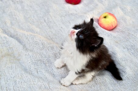 Kitten eyes little
