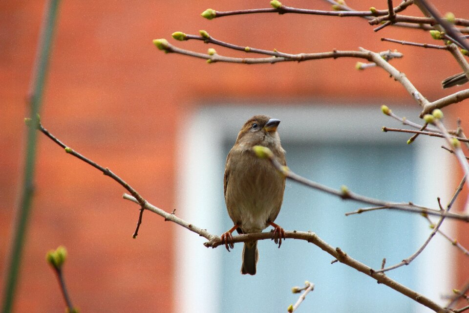 Bird nature branch