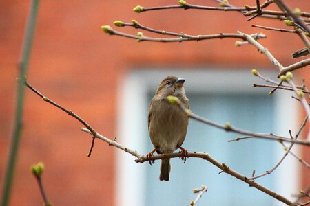 Bird nature branch