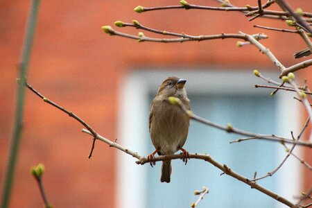 Bird nature branch photo