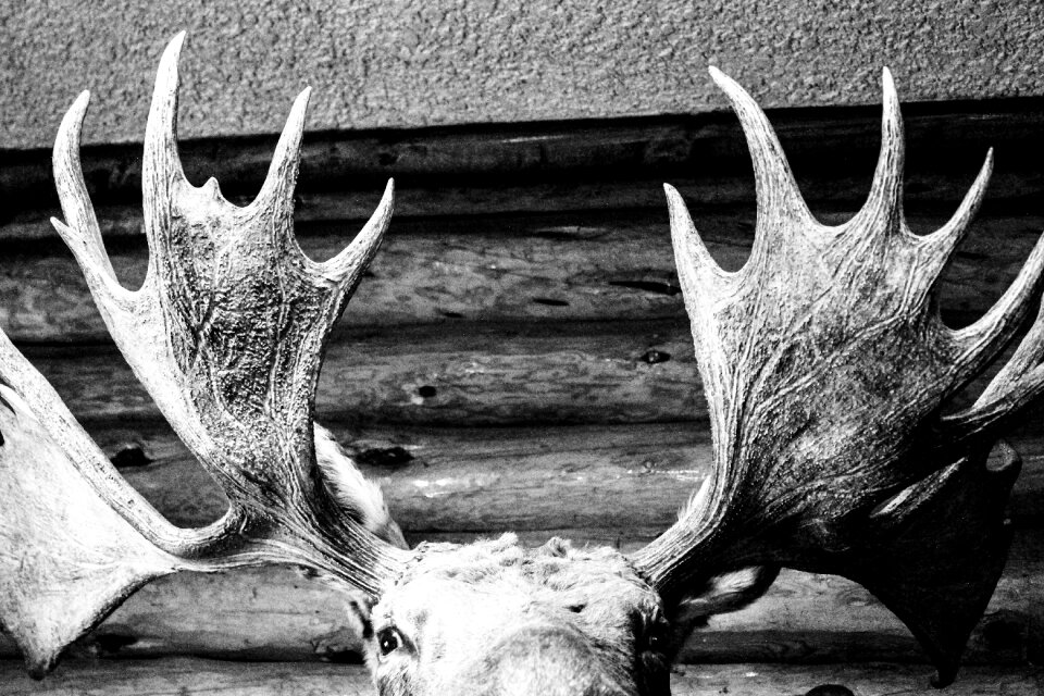 Antlers nature wild